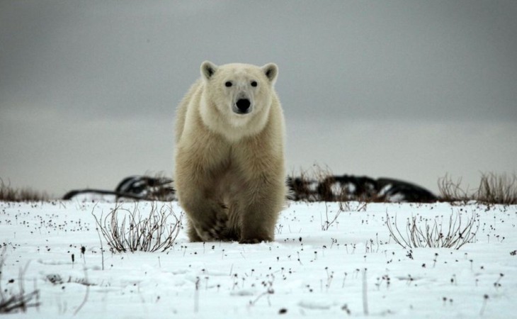 Белый медведь убил туриста в норвежском архипелаге Шпицберген
