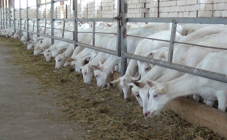 Saanen keçilərinin dondurma dadlı pendiri – İmişlidəki keçi təsərrüfatından repotaj