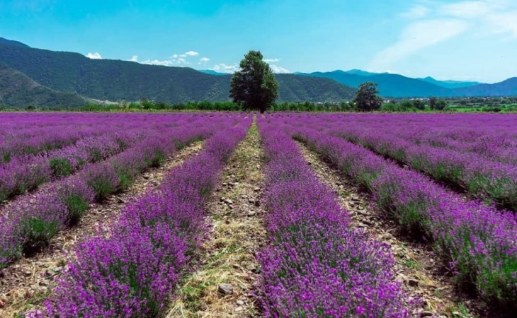 Bu il Zaqataladan ABŞ şirkətlərinə 950 kiloqram lavanda yağı ixrac olunub