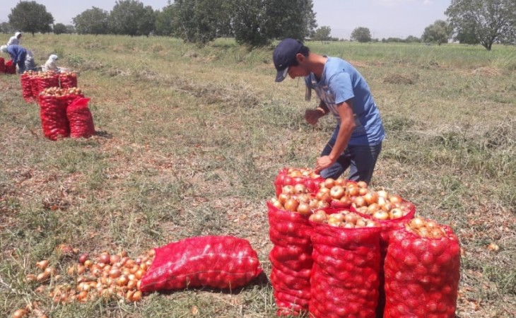 Soğan yığımı davam edir - sahədə bir kiloqramı 20-25 qəpiyə təklif olunur