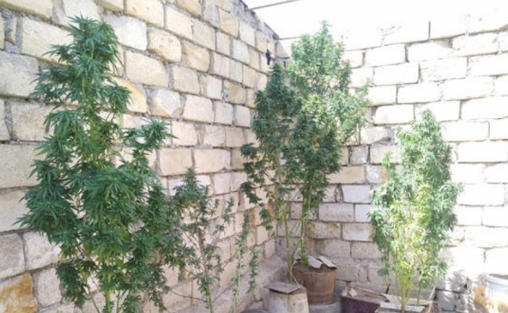 Salyan rayon sakininin həyətyanı sahəsindən çətənə kolları aşkarlanaraq götürülüb