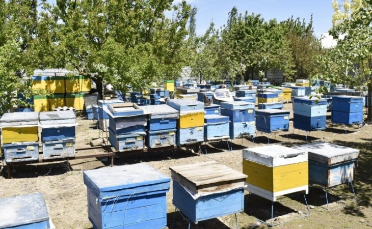 Ağcabədi rayonunda 272 arıçıya subsidiya veriləcək