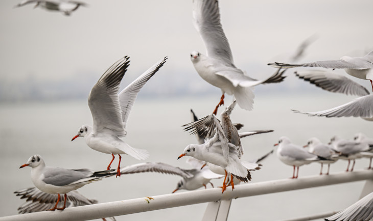Dənizin dostu, səmanın yaraşığı