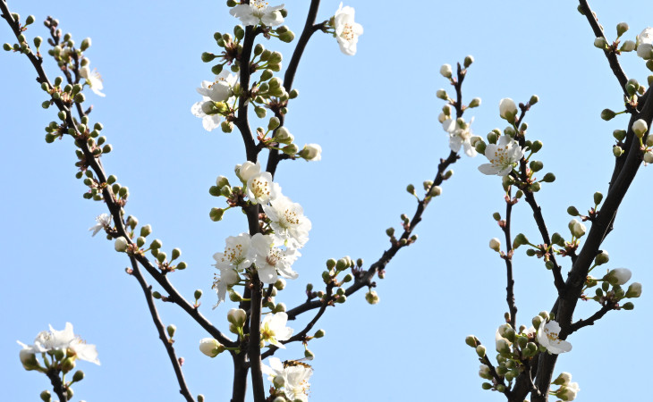 Çiçəklərdən boylanan bahar...- FOTOLAR