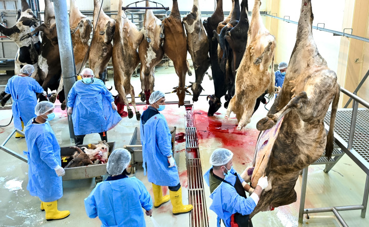Jurnalistlərə heyvan kəsimi prosesi əyani şəkildə nümayiş etdirilib