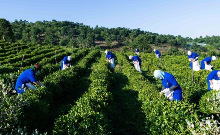 Astarada üçüncü çay yığımına başlanılıb