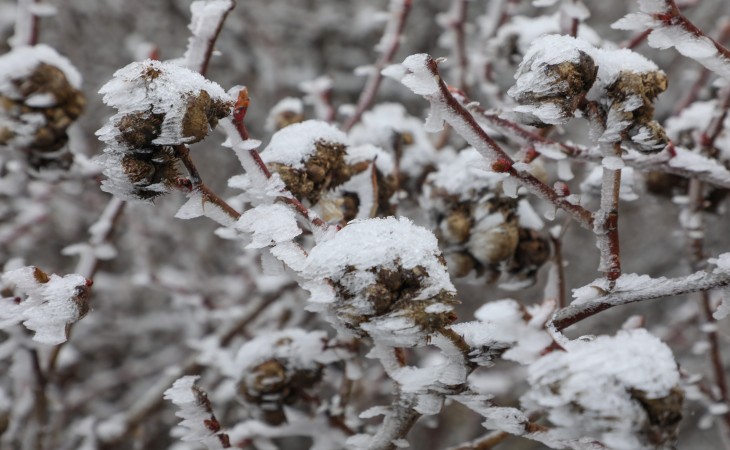 Şamaxının Məlhəm kəndi