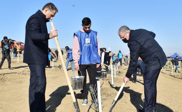 Ağacəkmə kampaniyası davam edir