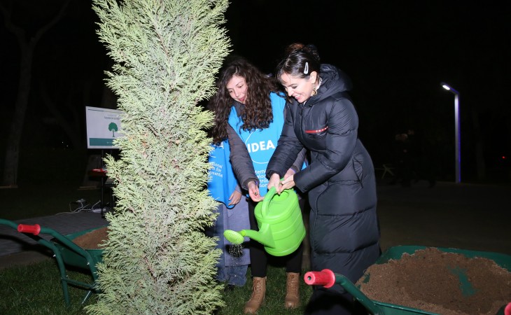 Bakıda ağacların qeydiyyatı və nömrələnməsi həyata keçirilir