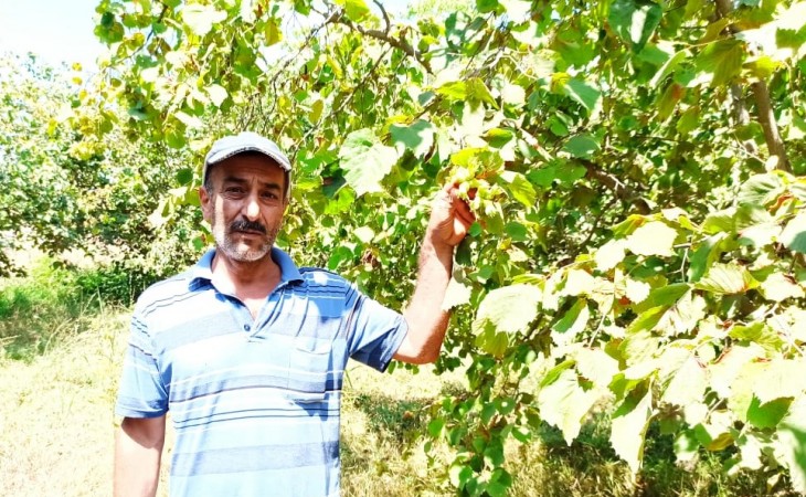 Xaçmazlı təsərrüfatçılar fındıq bağlarından daha çox gəlir əldə edəcəklər