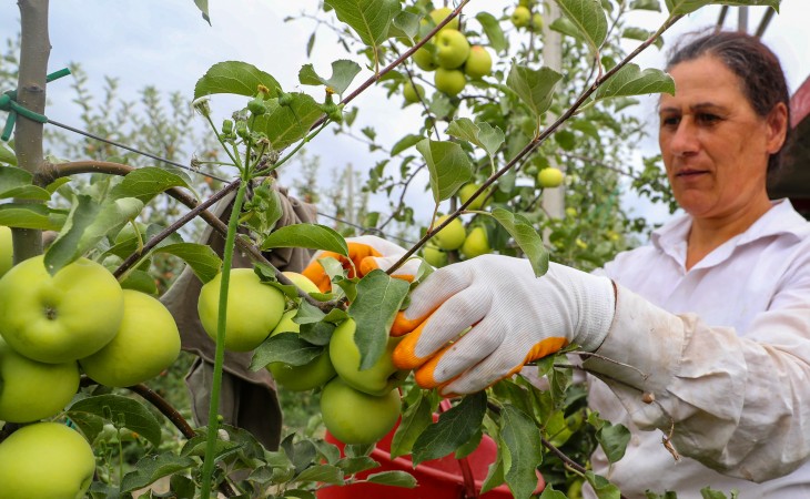 The plentiful orchards of Quba
