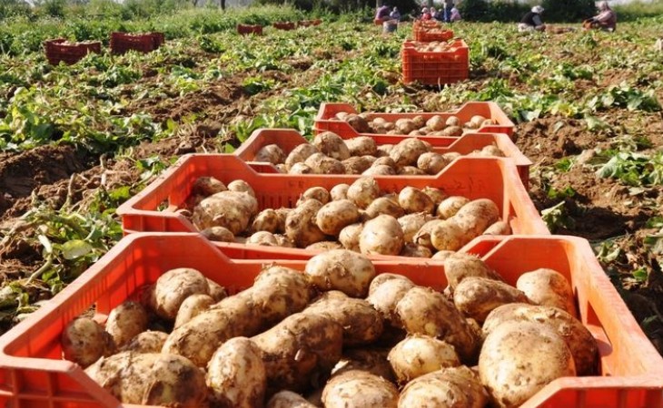 Masallıda kartof yığımı başa çatıb